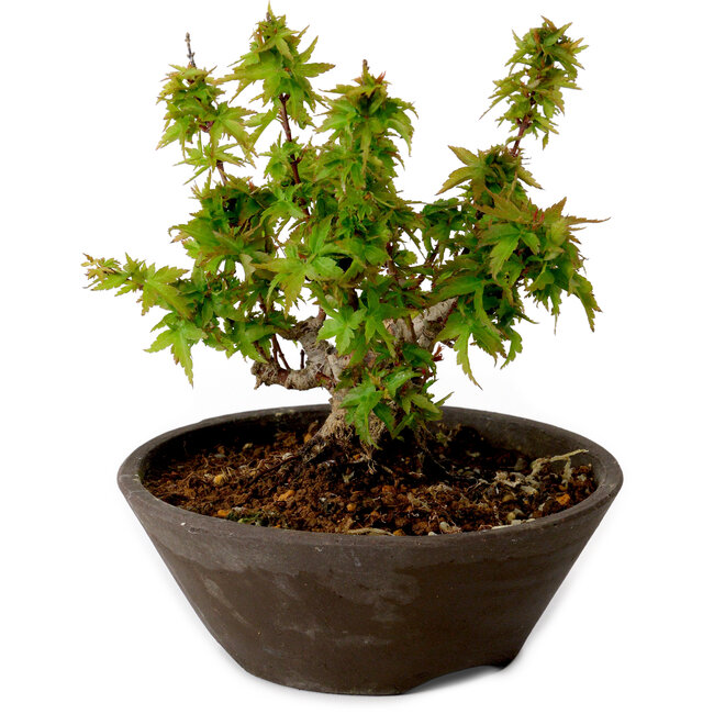 Acer palmatum Kotohime, 13 cm, ± 15 años, con un nebari de 5 cm