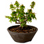 Acer palmatum Kotohime, 13 cm, ± 15 years old, with a nebari of 5 cm