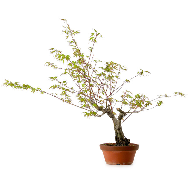 Acer palmatum Arakawa, 54 cm, ca. 20 Jahre alt, mit einem Wurzelhals von 7 cm