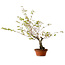 Acer palmatum Arakawa, 54 cm, ± 20 years old, with a nebari of 7 cm