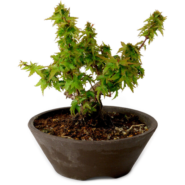 Acer palmatum Kotohime, 13 cm, ± 15 ans, avec un nebari de 5 cm