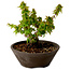 Acer palmatum Kotohime, 13 cm, ± 15 anni, con nebari di 5 cm