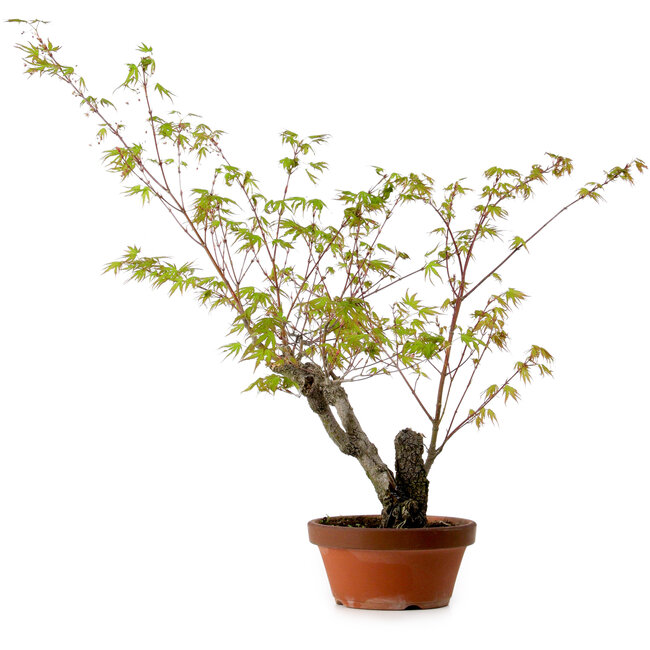 Acer palmatum Arakawa, 54 cm, ± 20 years old, with a nebari of 7 cm