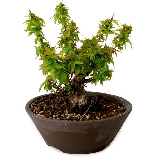 Acer palmatum Kotohime, 13 cm, ± 15 Jahre alt, mit einem Wurzelhals von 5 cm
