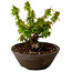 Acer palmatum Kotohime, 13 cm, ± 15 Jahre alt, mit einem Wurzelhals von 5 cm