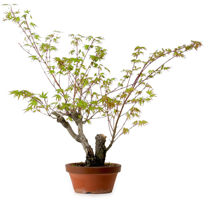 Acer palmatum Arakawa, 54 cm, ca. 20 Jahre alt, mit einem Wurzelhals von 7 cm