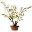 Acer palmatum Arakawa, 54 cm, ± 20 años, con un nebari de 7 cm