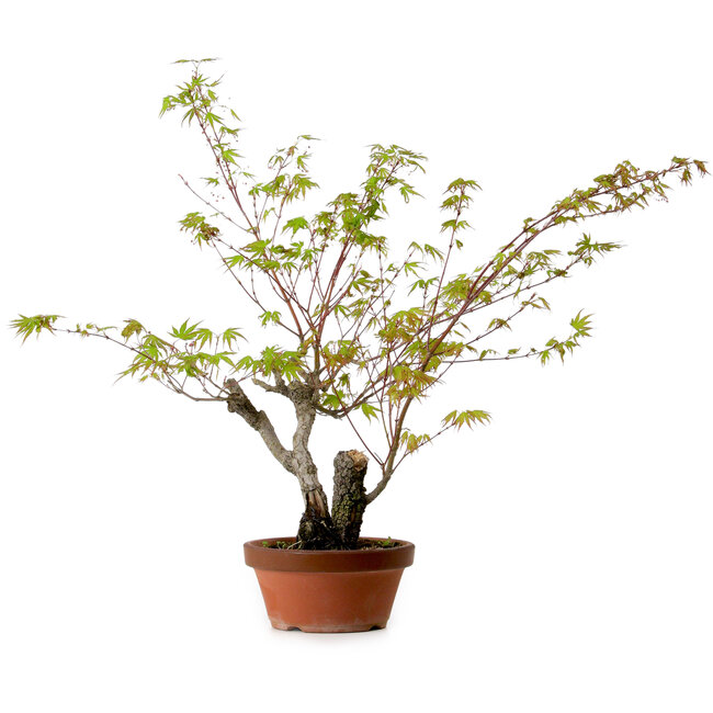 Acer palmatum Arakawa, 54 cm, ± 20 years old, with a nebari of 7 cm