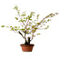 Acer palmatum Arakawa, 54 cm, ± 20 años, con un nebari de 7 cm