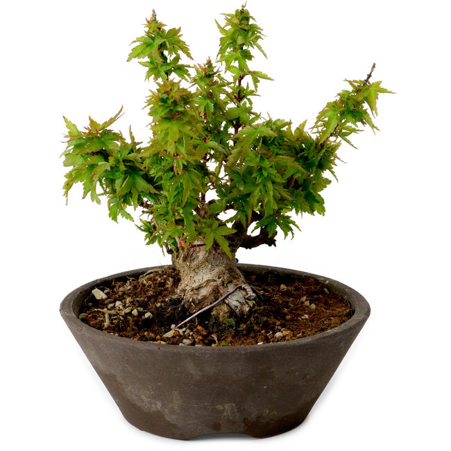 Acer palmatum Kotohime, 13 cm, ± 15 Jahre alt, mit einem Wurzelhals von 5 cm