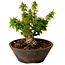 Acer palmatum Kotohime, 13 cm, ± 15 Jahre alt, mit einem Wurzelhals von 5 cm