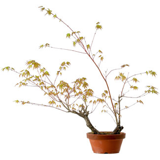 Acer palmatum Arakawa, 70 cm, ± 20 años de edad