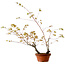 Acer palmatum Arakawa, 70 cm, ± 20 anni, con nebari di 3 cm