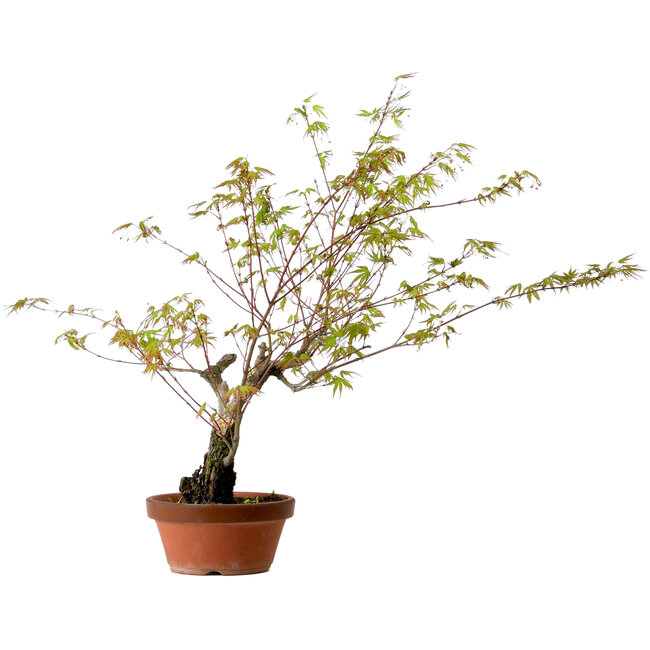 Acer palmatum Arakawa, 54 cm, ± 20 jaar oud, met een nebari van 7 cm