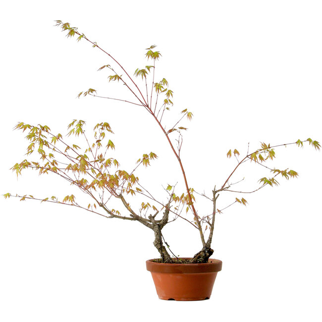 Acer palmatum Arakawa, 70 cm, ca. 20 Jahre alt, mit einem Wurzelhals von 3 cm