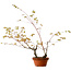 Acer palmatum Arakawa, 70 cm, ± 20 anni, con nebari di 3 cm