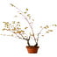 Acer palmatum Arakawa, 70 cm, ± 20 years old, with a nebari of 3 cm
