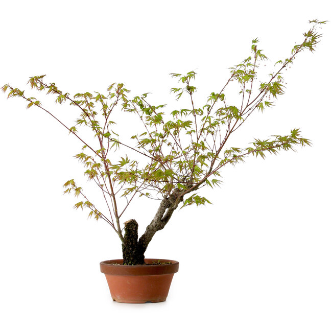 Acer palmatum Arakawa, 54 cm, ± 20 años, con un nebari de 7 cm