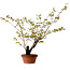 Acer palmatum Arakawa, 54 cm, ± 20 años, con un nebari de 7 cm