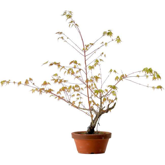 Acer palmatum Arakawa, 70 cm, ± 20 años, con un nebari de 3 cm