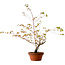 Acer palmatum Arakawa, 70 cm, ± 20 años, con un nebari de 3 cm