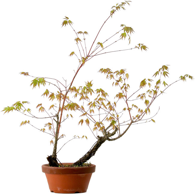 Acer palmatum Arakawa, 70 cm, ca. 20 Jahre alt, mit einem Wurzelhals von 3 cm