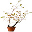 Acer palmatum Arakawa, 70 cm, ± 20 anni, con nebari di 3 cm