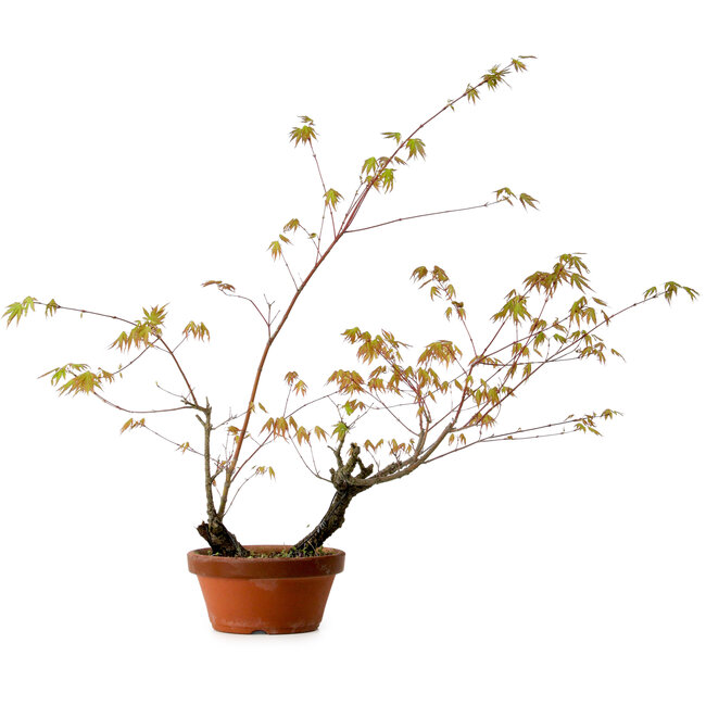 Acer palmatum Arakawa, 70 cm, ± 20 years old, with a nebari of 3 cm