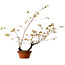 Acer palmatum Arakawa, 70 cm, ca. 20 Jahre alt, mit einem Wurzelhals von 3 cm