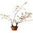 Acer palmatum Arakawa, 70 cm, ca. 20 Jahre alt, mit einem Wurzelhals von 3 cm