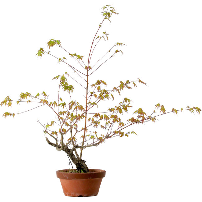 Acer palmatum Arakawa, 70 cm, ca. 20 Jahre alt, mit einem Wurzelhals von 3 cm