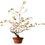 Acer palmatum Arakawa, 70 cm, ± 20 anni, con nebari di 3 cm