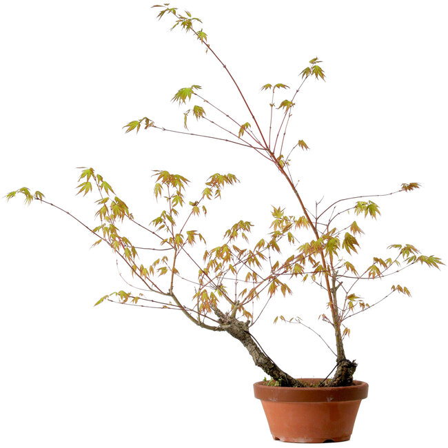Acer palmatum Arakawa, 70 cm, ± 20 anni, con nebari di 3 cm
