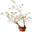 Acer palmatum Arakawa, 70 cm, ca. 20 Jahre alt, mit einem Wurzelhals von 3 cm