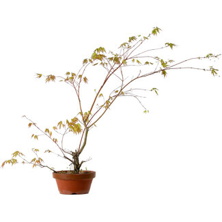 Acer palmatum Arakawa, 66 cm, ± 20 años de edad