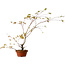 Acer palmatum Arakawa, 66 cm, ± 20 Jahre alt