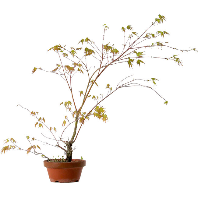 Acer palmatum Arakawa, 66 cm, ± 20 años de edad