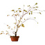 Acer palmatum Arakawa, 66 cm, ± 20 Jahre alt