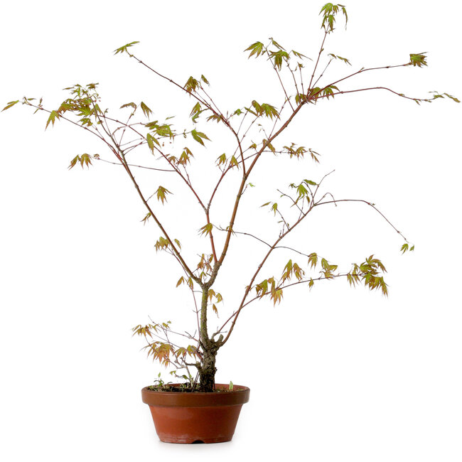 Acer palmatum Arakawa, 66 cm, ± 20 years old