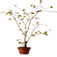 Acer palmatum Arakawa, 66 cm, ± 20 years old