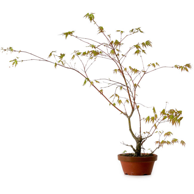 Acer palmatum Arakawa, 66 cm, ± 20 ans