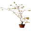 Acer palmatum Arakawa, 66 cm, ± 20 years old