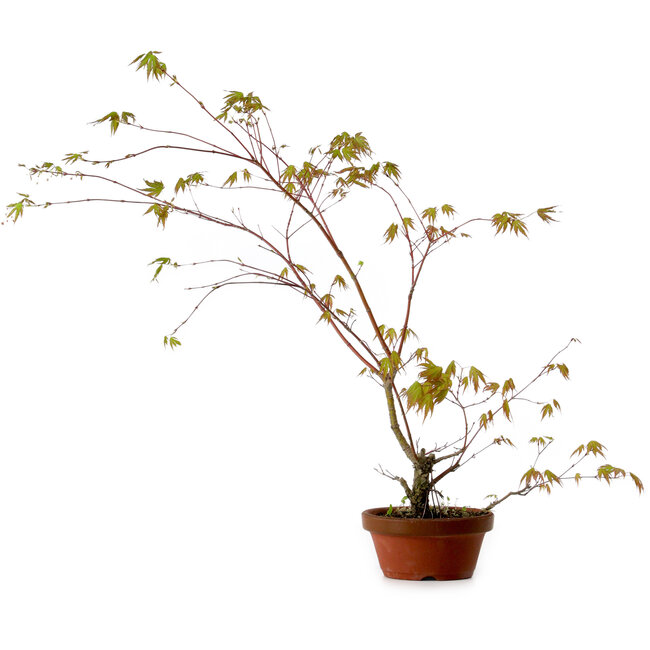 Acer palmatum Arakawa, 66 cm, ± 20 anni