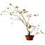 Acer palmatum Arakawa, 66 cm, ± 20 años de edad