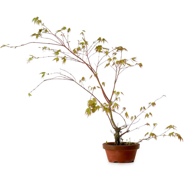 Acer palmatum Arakawa, 66 cm, ± 20 ans