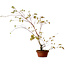 Acer palmatum Arakawa, 66 cm, ± 20 ans