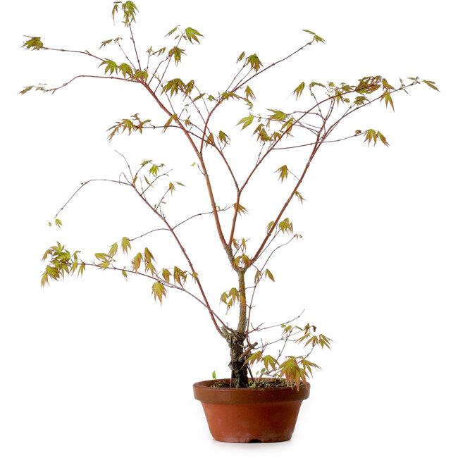 Acer palmatum Arakawa, 66 cm, ± 20 Jahre alt
