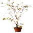Acer palmatum Arakawa, 66 cm, ± 20 years old