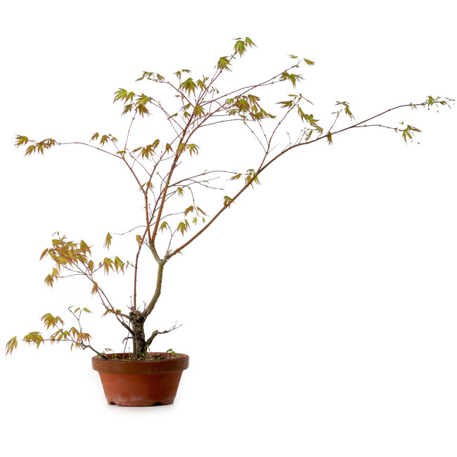 Acer palmatum Arakawa, 66 cm, ± 20 anni
