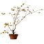 Acer palmatum Arakawa, 66 cm, ± 20 Jahre alt
